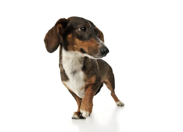 Studio shot of an adorable mixed breed dog standing and looking curiously — Zdjęcie stockowe