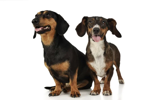 Studio shot of an adorable Dachshund and a mixed breed dog — 스톡 사진