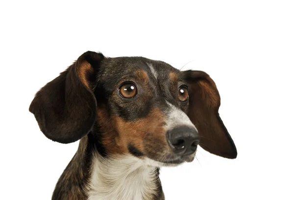 Retrato de un perro de raza mixta adorable con orejas largas mirando curiosamente — Foto de Stock