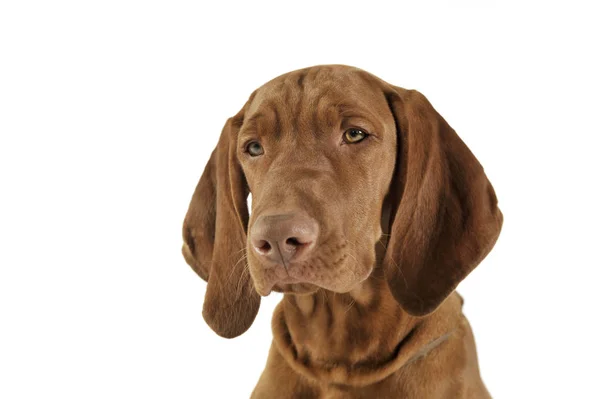 Retrato de um adorável magyar vizsla olhando calma — Fotografia de Stock