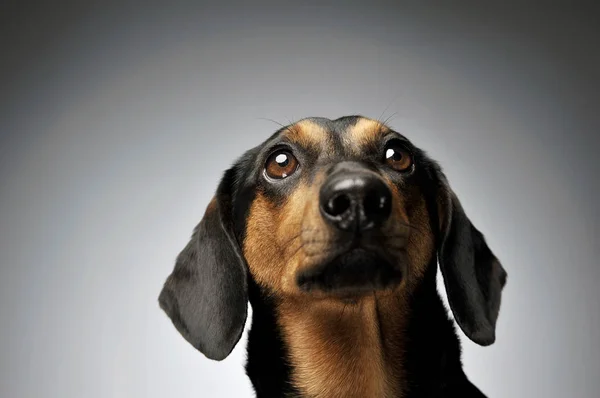 Sevimli bir Dachshund 'un portresi merakla yukarı bakıyor.