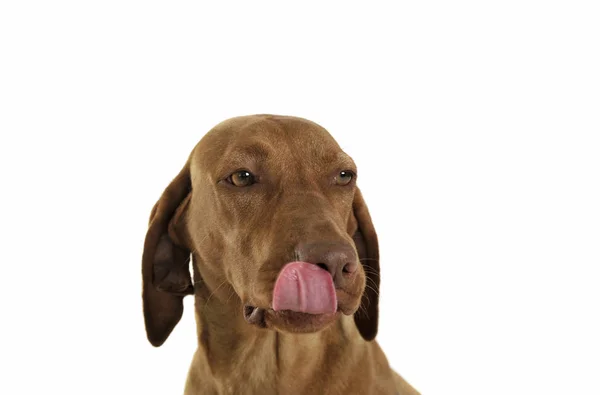 Portrait of an adorable magyar vizsla licking her lips — Stock Photo, Image