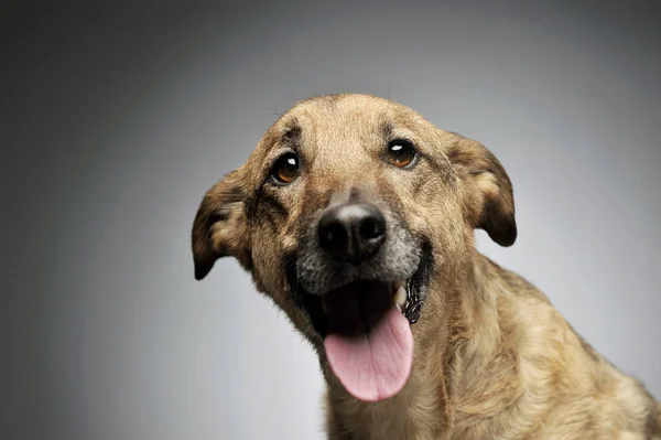 Retrato de un adorable perro mestizo mirando curiosamente a la cámara — Foto de Stock