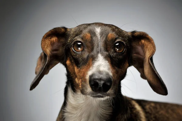 Portrait of an adorable mixed breed dog with long ears looking curiously at the camera — Stock fotografie