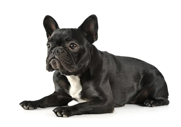 Estúdio tiro de um adorável Bulldog francês mentindo e olhando curiosamente — Fotografia de Stock