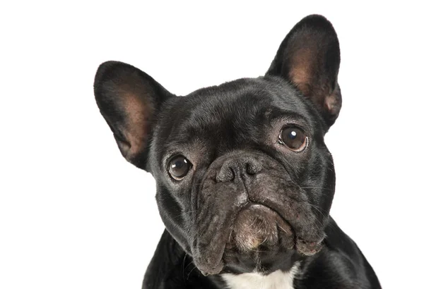 Portrait of an adorable French Bulldog looking curiously at the camera 
