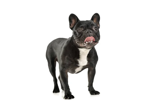 Estúdio tiro de um adorável Bulldog francês olhando engraçado — Fotografia de Stock