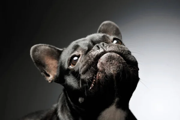 Portrait d'un adorable bouledogue français levant les yeux curieusement — Photo