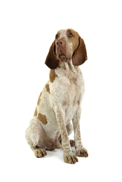 Estudio de un adorable Bracco Italiano sentado y mirando hacia arriba curiosamente —  Fotos de Stock