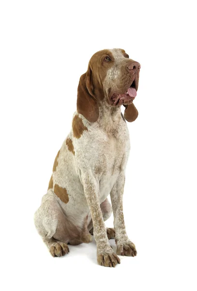 Studio girato da un adorabile Bracco Italiano seduto a guardare curiosamente in alto — Foto Stock