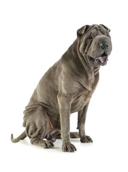 Studio girato di un adorabile Shar pei seduta e guardando curiosamente — Foto Stock