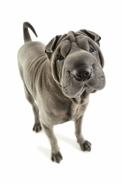 Studio shot of an adorable Shar pei standing and looking curiously at the camera — Stock fotografie