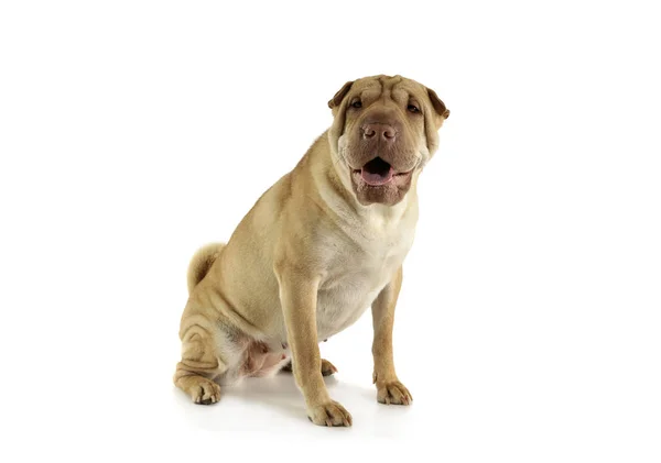 Studio shot of an adorable Shar pei sitting and looking curiously at the camera — стокове фото
