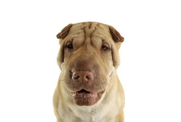 Portrait of an adorable Shar pei looking curiously at the camera — Stock Photo, Image