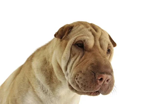 Portrait of an adorable Shar pei looking curiously — Stock Photo, Image