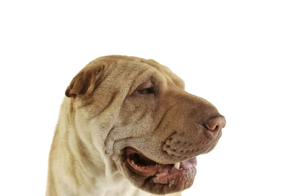 Portrait of an adorable Shar pei looking curiously — Stock Photo, Image