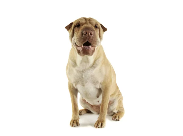 Studio shot of an adorable Shar pei sitting and looking curiously at the camera — стокове фото