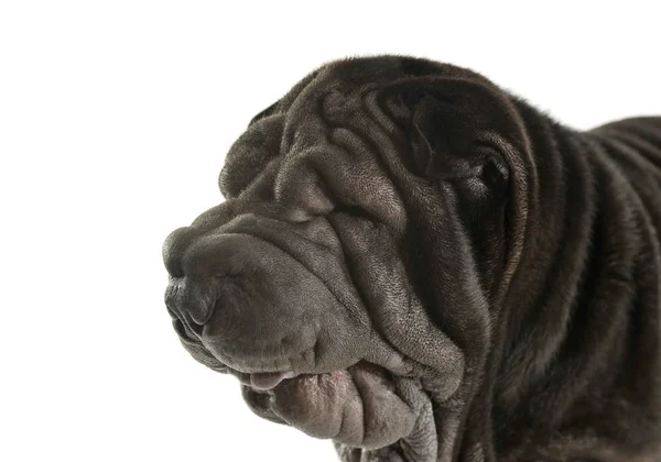 Portrait of an adorable Shar pei with wrinkled face — Stock fotografie