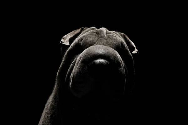 Portrait of an adorable Shar pei looking curiously at the camera — стокове фото
