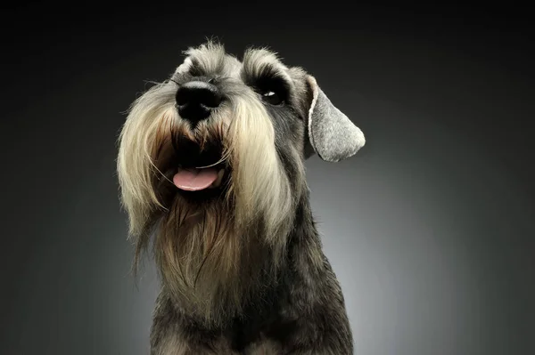 Portrait of an adorable Schnauzer looking up curiously — стокове фото