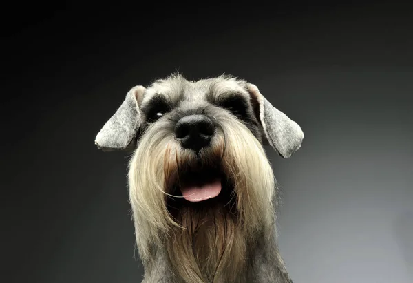 Portrait of an adorable Schnauzer looking curiously at the camera — стокове фото
