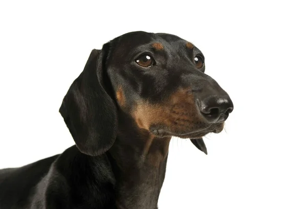 Retrato de um adorável preto e bronzeado de cabelos curtos Dachshund olhando curiosamente — Fotografia de Stock