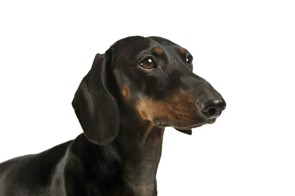 Retrato de um adorável preto e bronzeado de cabelos curtos Dachshund olhando curiosamente — Fotografia de Stock