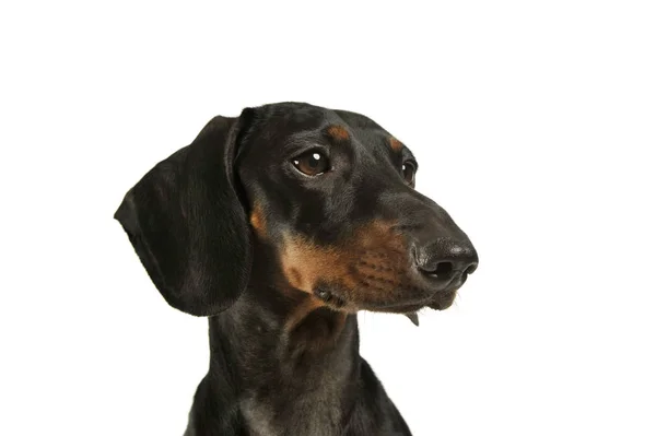 Retrato de um adorável preto e bronzeado de cabelos curtos Dachshund olhando curiosamente — Fotografia de Stock