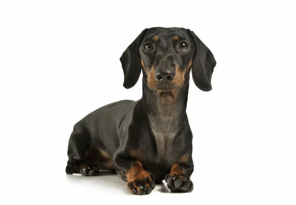 Studio shot of an adorable black and tan short haired Dachshund looking curiously at the camera — Zdjęcie stockowe