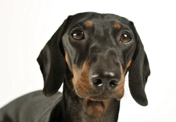 Retrato de um adorável preto e bronzeado de cabelos curtos Dachshund olhando curiosamente para a câmera — Fotografia de Stock