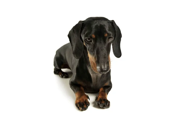 Studio shot of an adorable black and tan short haired Dachshund looking sad — Stock Photo, Image