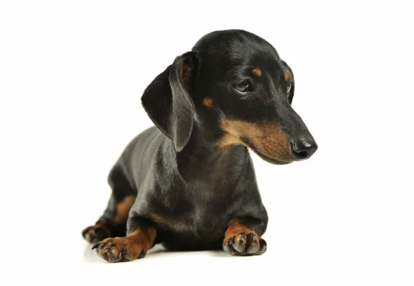 Estúdio tiro de um preto adorável e bronzeado de cabelos curtos Dachshund olhar triste — Fotografia de Stock