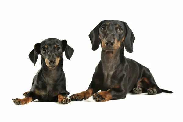 Estúdio tiro de um preto adorável e bronzeado de cabelos curtos Dachshund olhando curiosamente para a câmera — Fotografia de Stock