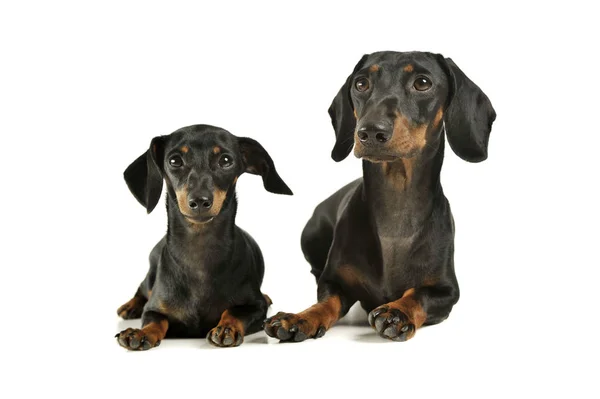 Studio shot of an adorable black and tan short haired Dachshund looking curiously at the camera — 스톡 사진
