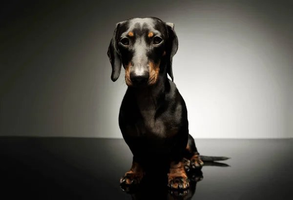 Studio shot of an adorable black and tan short haired Dachshund looking curiously at the camera — Stock fotografie