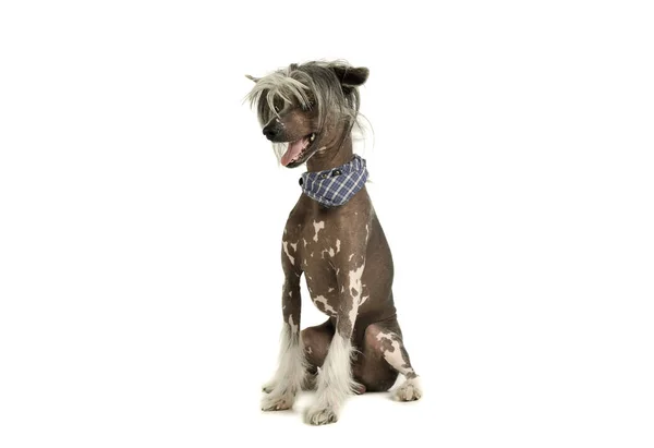 Studio shot of an adorable Chinese crested dog sitting on white background — Stockfoto