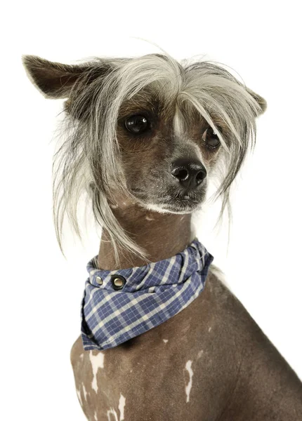 Portrait of an adorable Chinese crested dog looking curiously — 스톡 사진