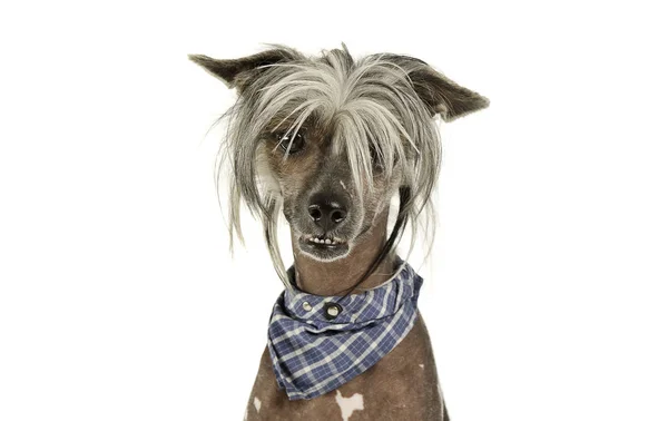 Porträt eines entzückenden chinesischen Haubenhundes, der neugierig in die Kamera blickt — Stockfoto