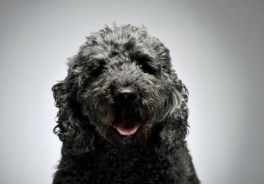 Portrait of an adorable pumi looking curiously at the camera - isolated on grey background