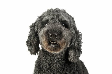 Portrait of an adorable pumi looking curiously at the camera - isolated on white background
