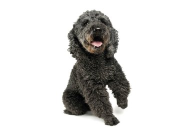 Studio shot of an adorable pumi lifting her front leg and looking satisfied