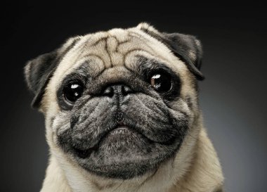 Portrait of an adorable Pug looking curiously at the camera - isolated on grey background.
