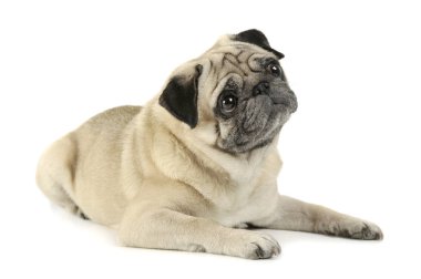 Studio shot of an adorable Pug lying and looking curiously - isolated on white background