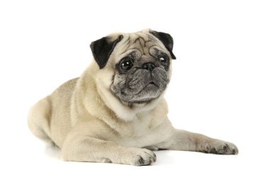 Studio shot of an adorable Pug lying and looking curiously - isolated on white background