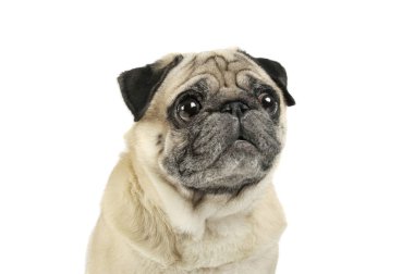 Portrait of an adorable Pug looking curiously - isolated on white background.