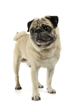 Studio shot of an adorable Pug standing and looking scared - isolated on white background