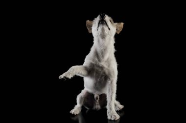 Studio shot of an adorable terrier puppy sitting and lifting his front leg - isolated on black background