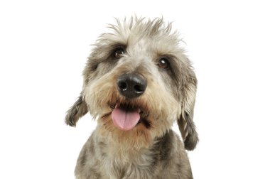 Portrait of an adorable wire haired dachshund mix dog looking funny with stand up hair clipart
