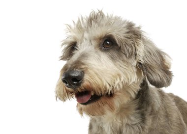 Portrait of an adorable wire haired dachshund mix dog looking funny with stand up hair clipart