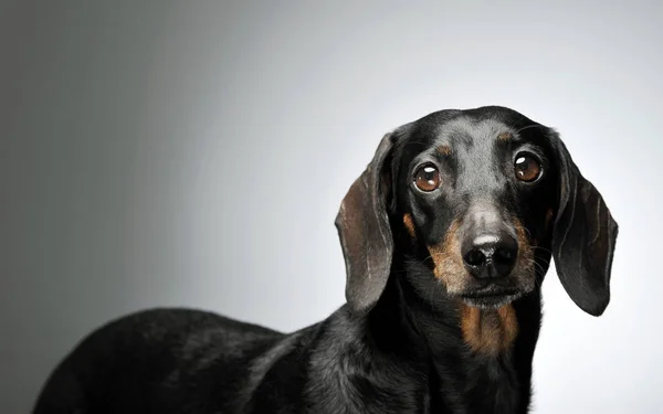 Portrait of an adorable black and tan short haired Dachshund looking curiously at the camera — Stock fotografie